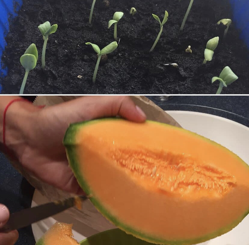 Итальянская прородительница (фото снизу) и её потомки (фото сверху)