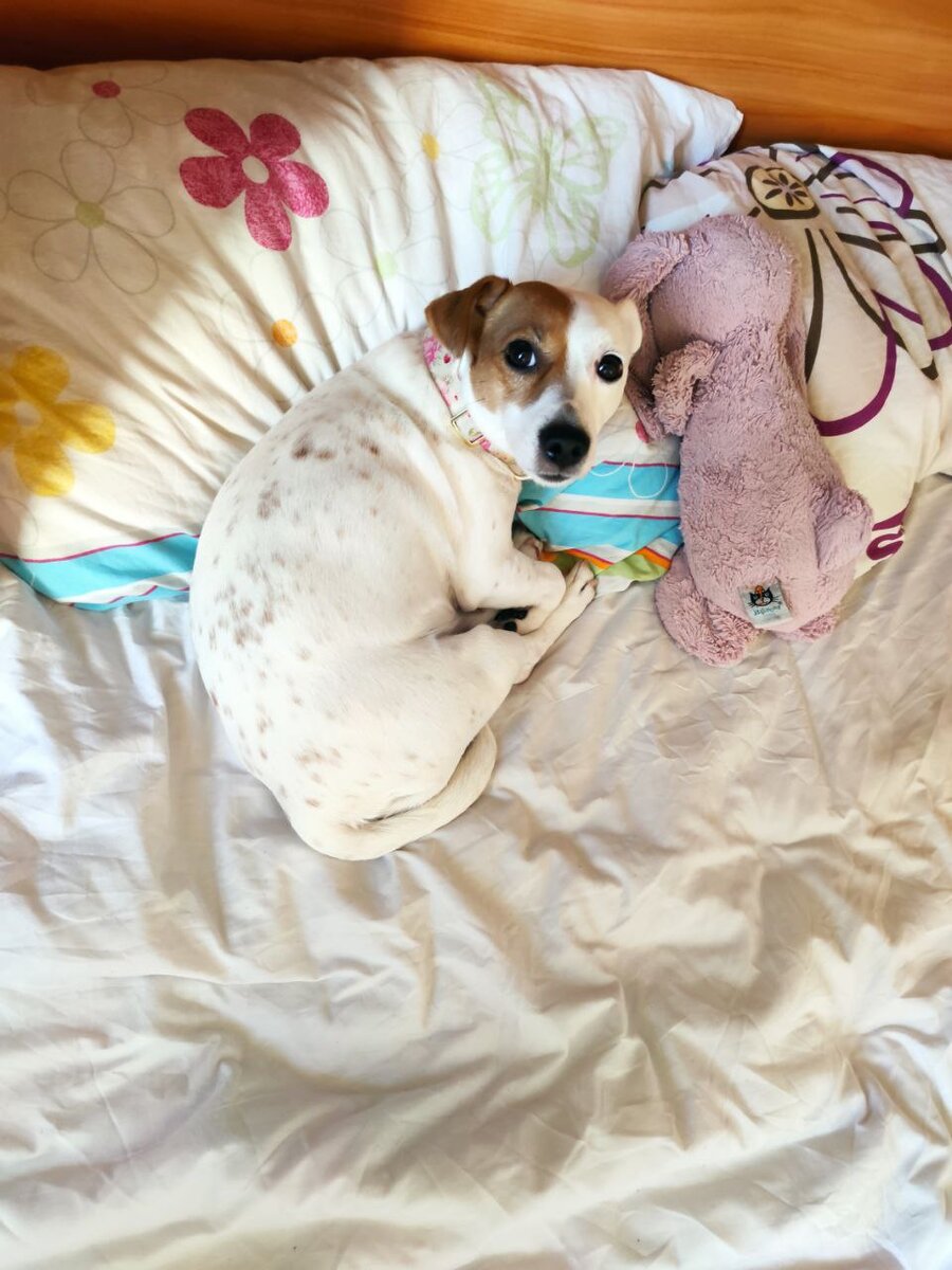 Молли не понимает почему ей придётся расстаться со своими хозяевами ?!