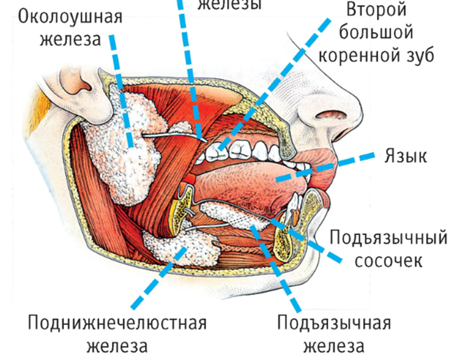 Малые слюнные железы анатомия строение. Строение слюнных желез анатомия. Анатомия слюнных желез схема. Схема строения крупных слюнных желез. В ротовой полости выделяются
