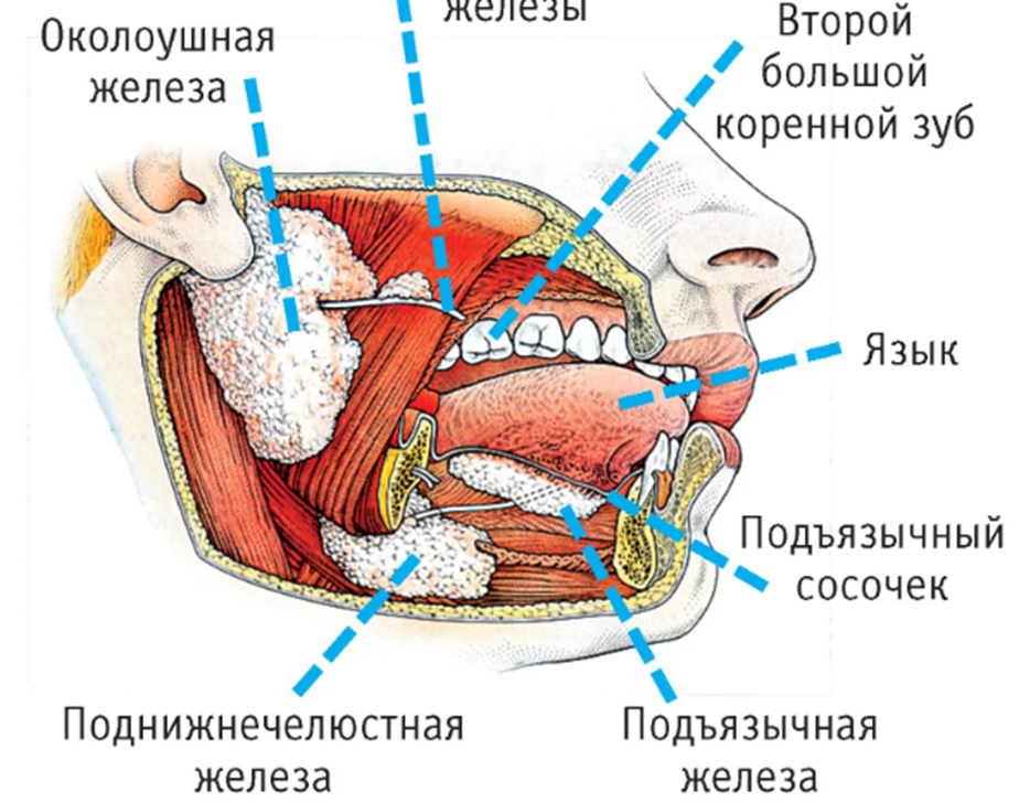 Где во рту находится слюнная железа. Расположение слюнных желез у человека схема. Строение слюнных желез анатомия. Схема строения слюнных желез. Анатомия слюнных желез схема.