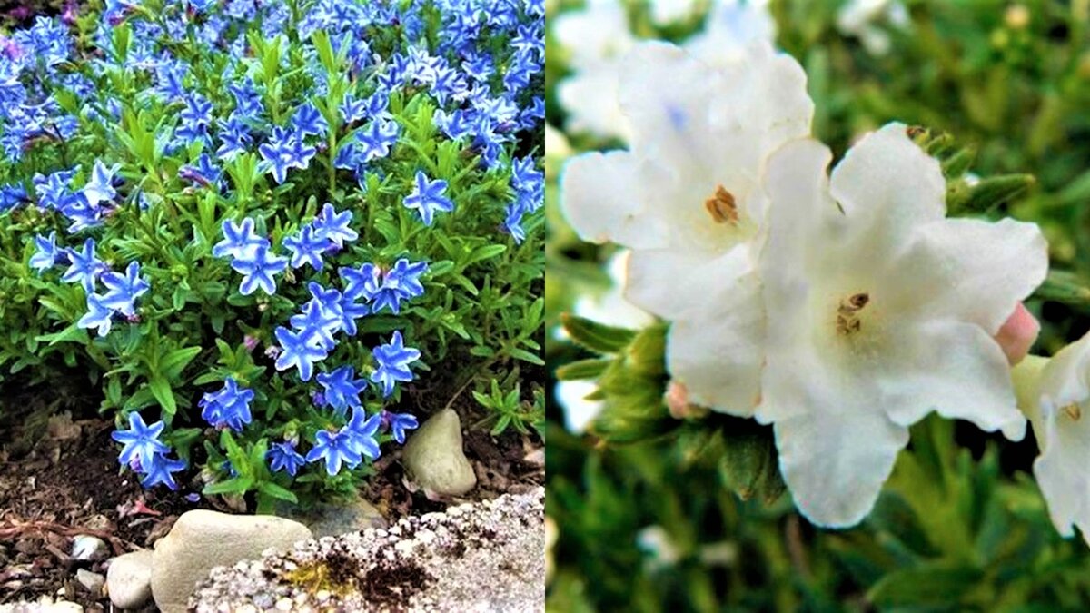 Литодора «Blue Star» и «Alba».
