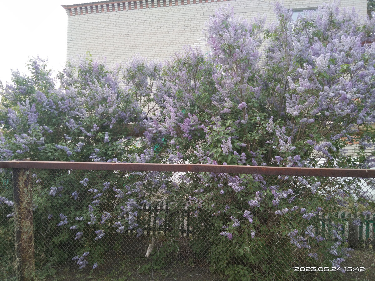 Сиреневая сирень