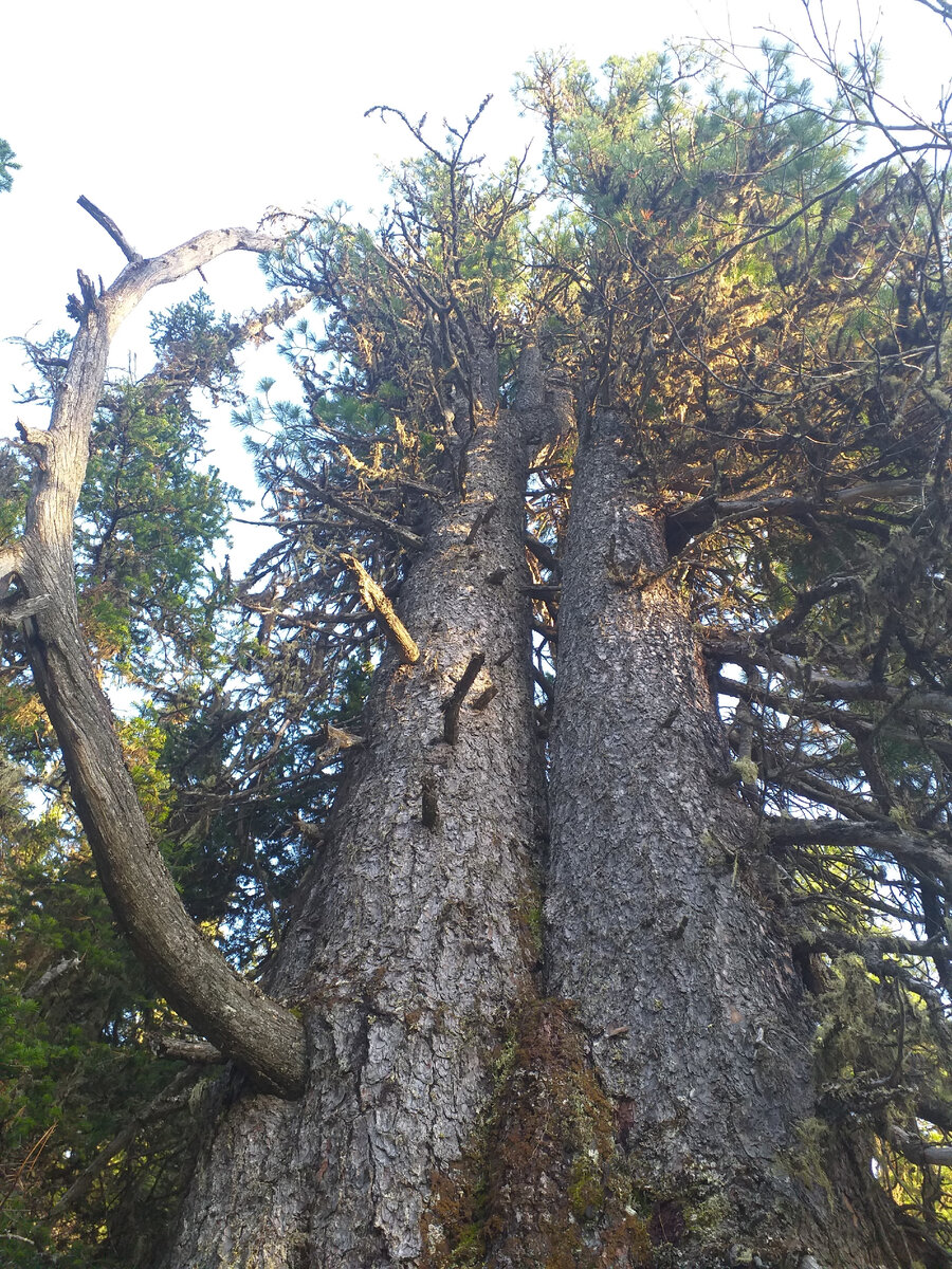 Братья близнецы.