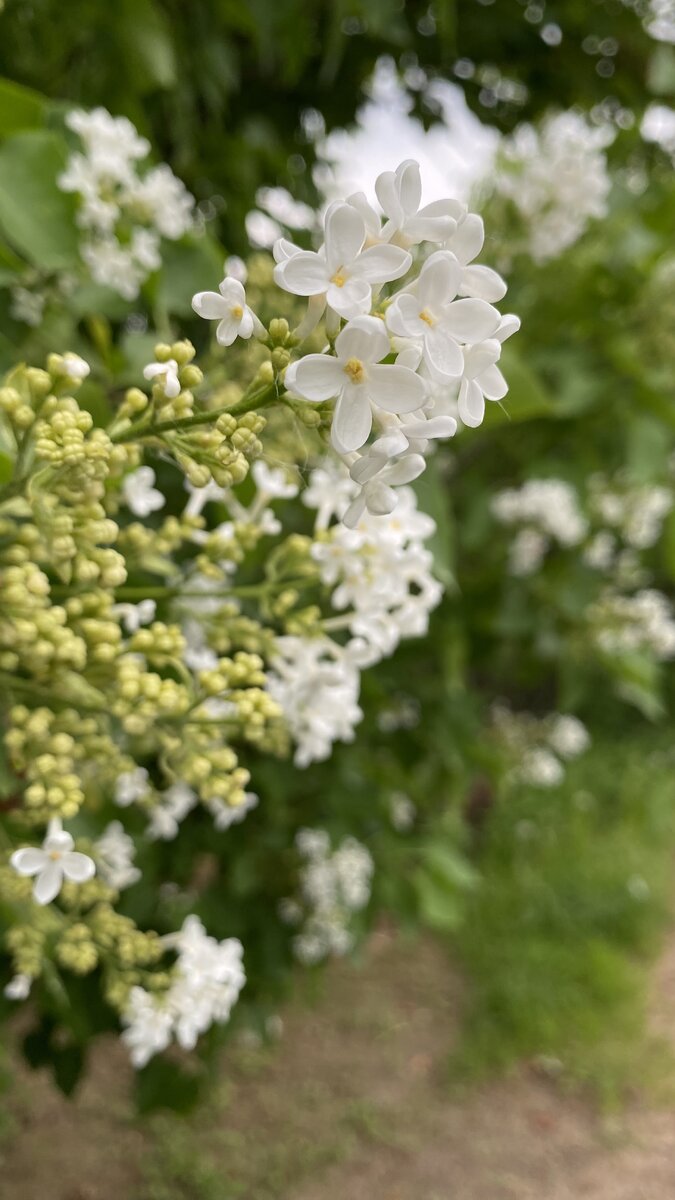 Сирень в московский области еще цветет