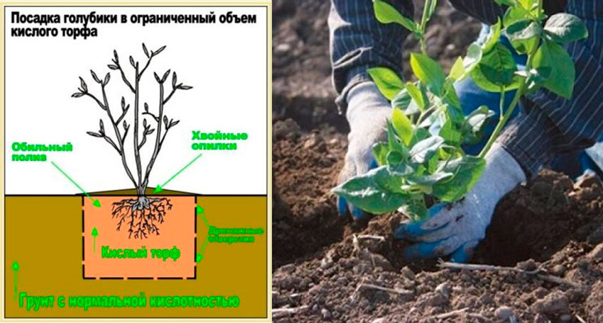 Какая корневая система у голубики садовой фото Подружитесь, друзья, с голубикой Уральский плодопитомник "Зеленый сад" Дзен