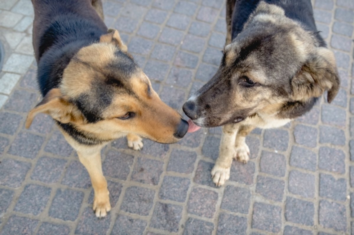    В Астрахани на детской площадке бездомная собака набросилась на ребенка