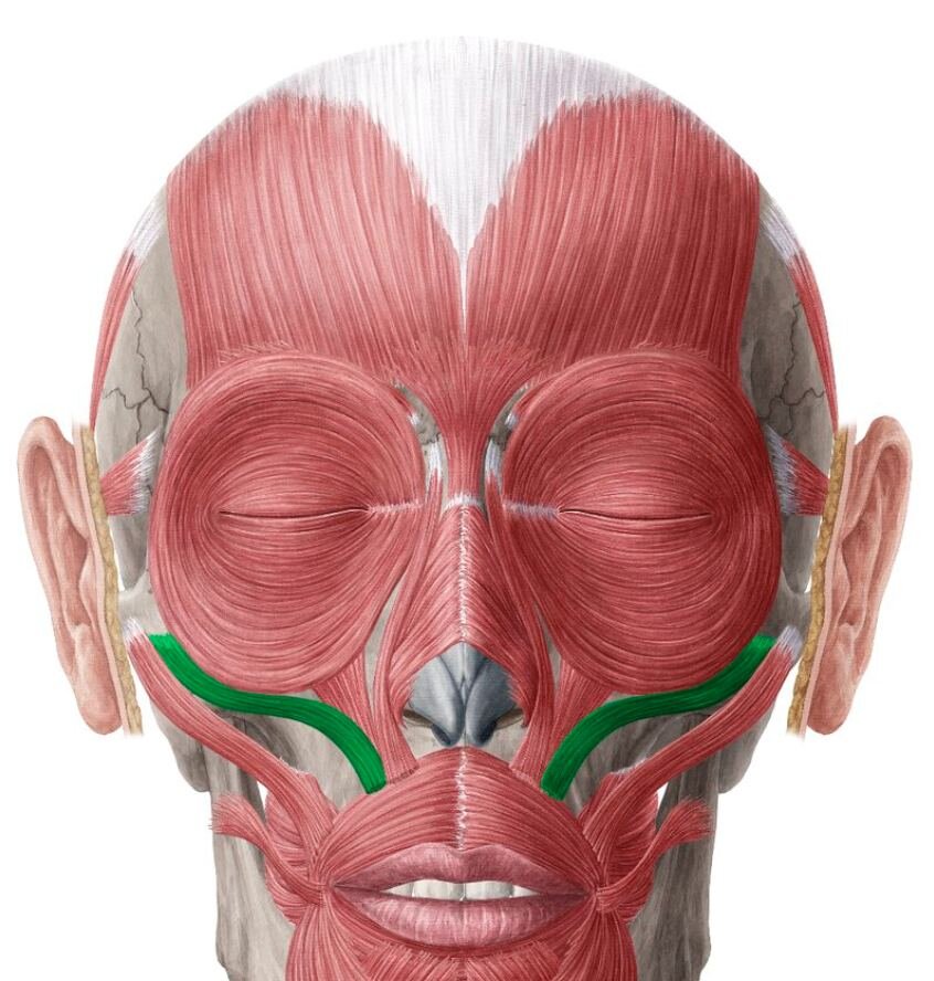 Круговые мышцы глаз и скуловые мышцы под ними (выделены зеленым) 