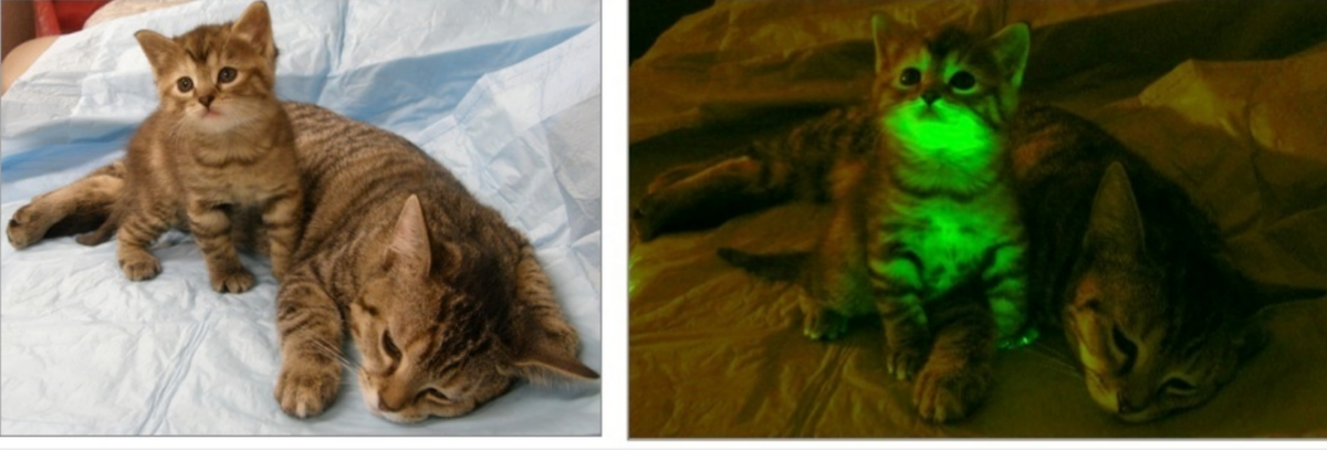 С другой стороны - удобно находить кота в темноте, и на него не наступишь