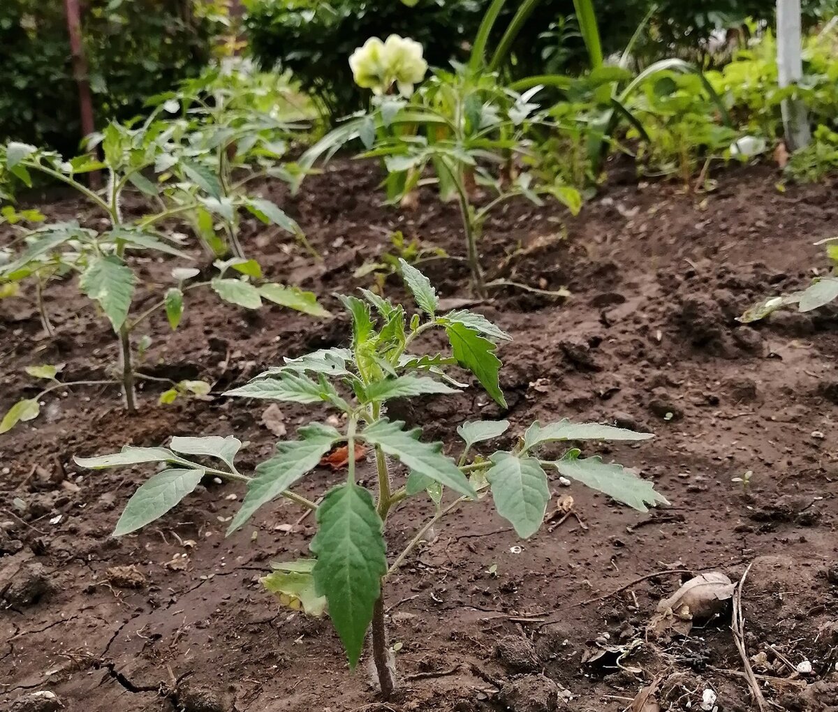 В стране не переросших помидоров