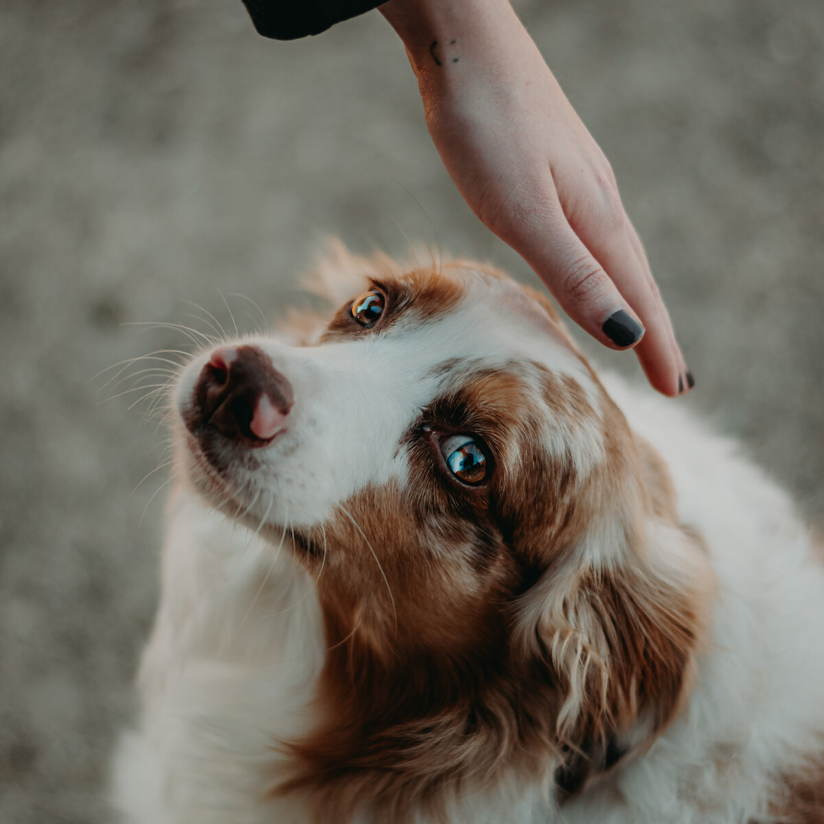 Собаки бывают очень нежными, и с ними нужно обращаться бережно! Photo by Bailey Burton on Unsplash.