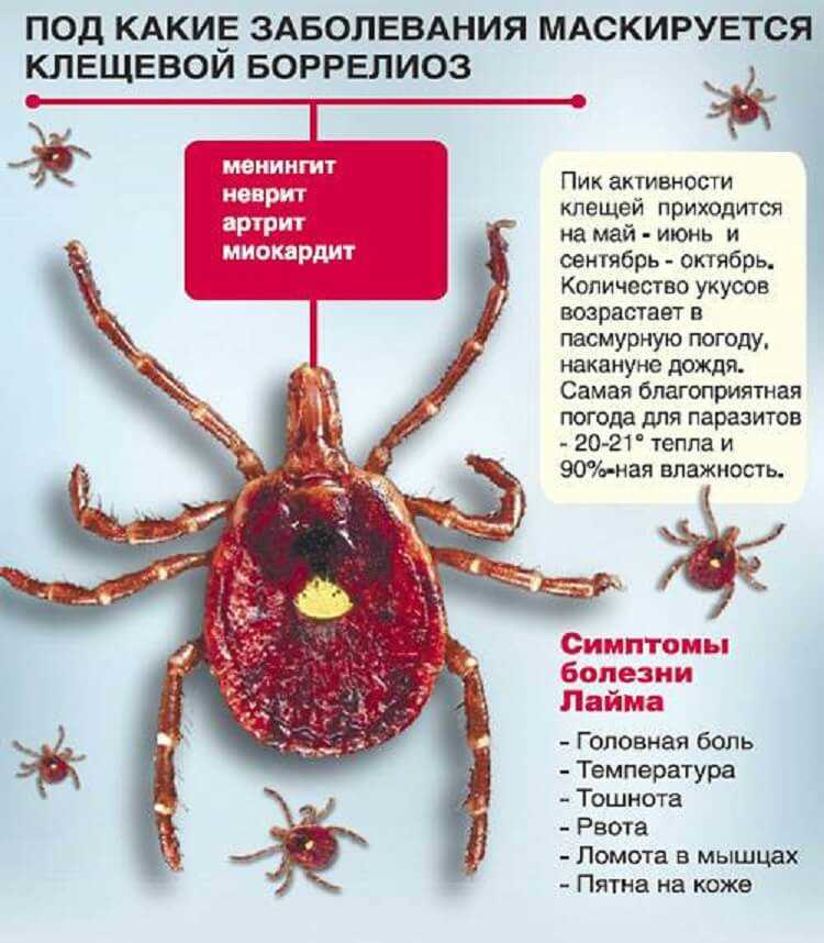 Иксодовые клещи боррелиоз. Клещевой лайм-боррелиоз.