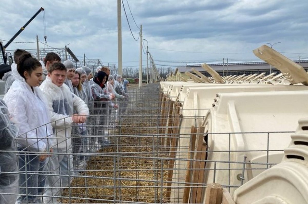    Во время профтуров на агропредприятия края старшеклассников знакомят с особенностями сельхозтруда.