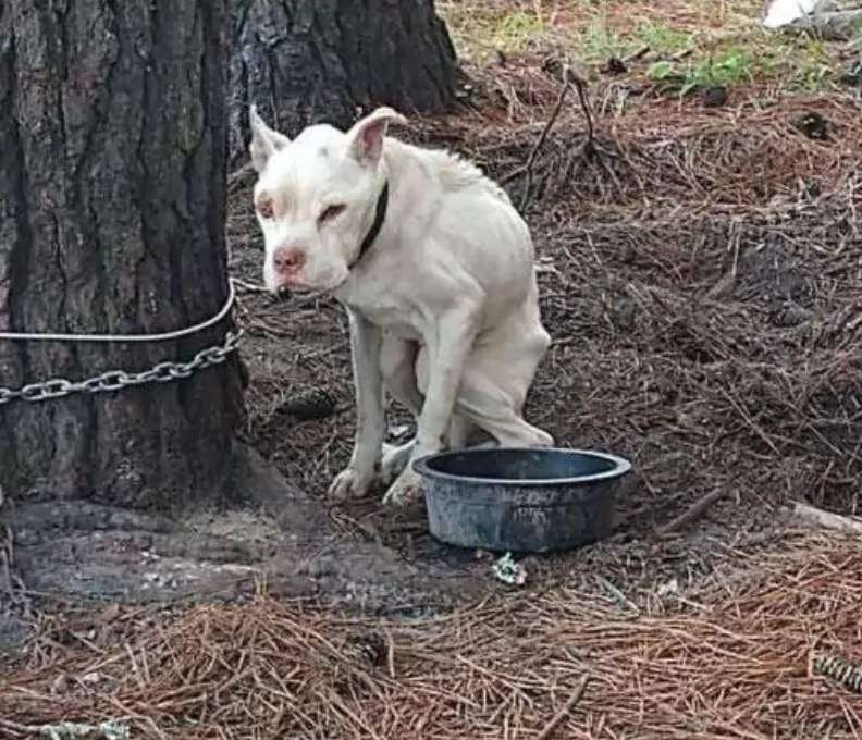 Источник фото: https://www.universoanimali.it/non-sembrava-neanche-un-pitbull-vive-per-anni-in-catene-cagnolino-viene-tirato-fuori-da-un-inferno-video/