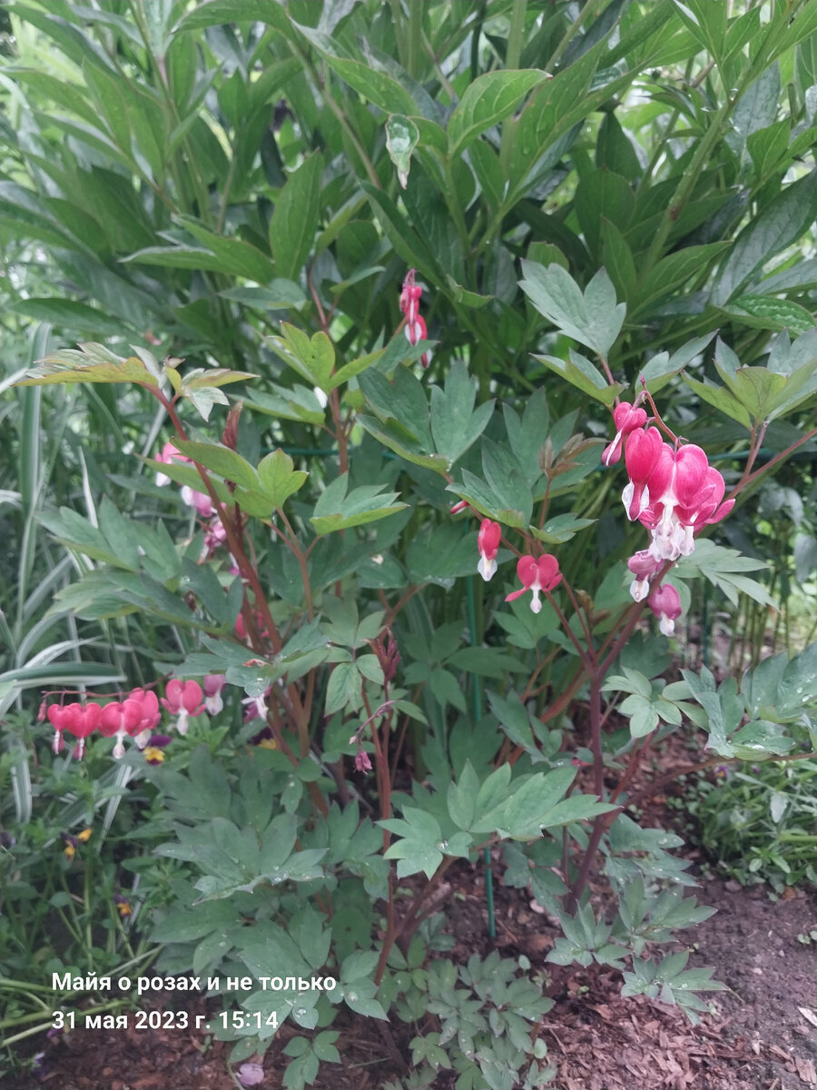 Дицентра красная. Мне такую тоже надо! Цветок с рынка, посадка этой весны.