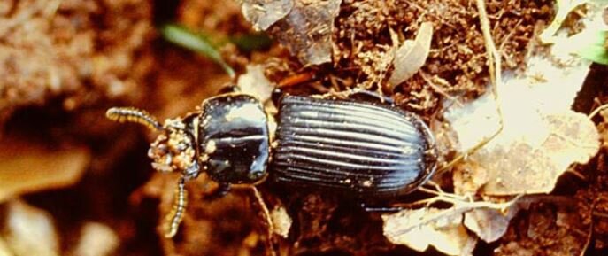    Слизни в огороде? Разводите жужелиц для охоты!