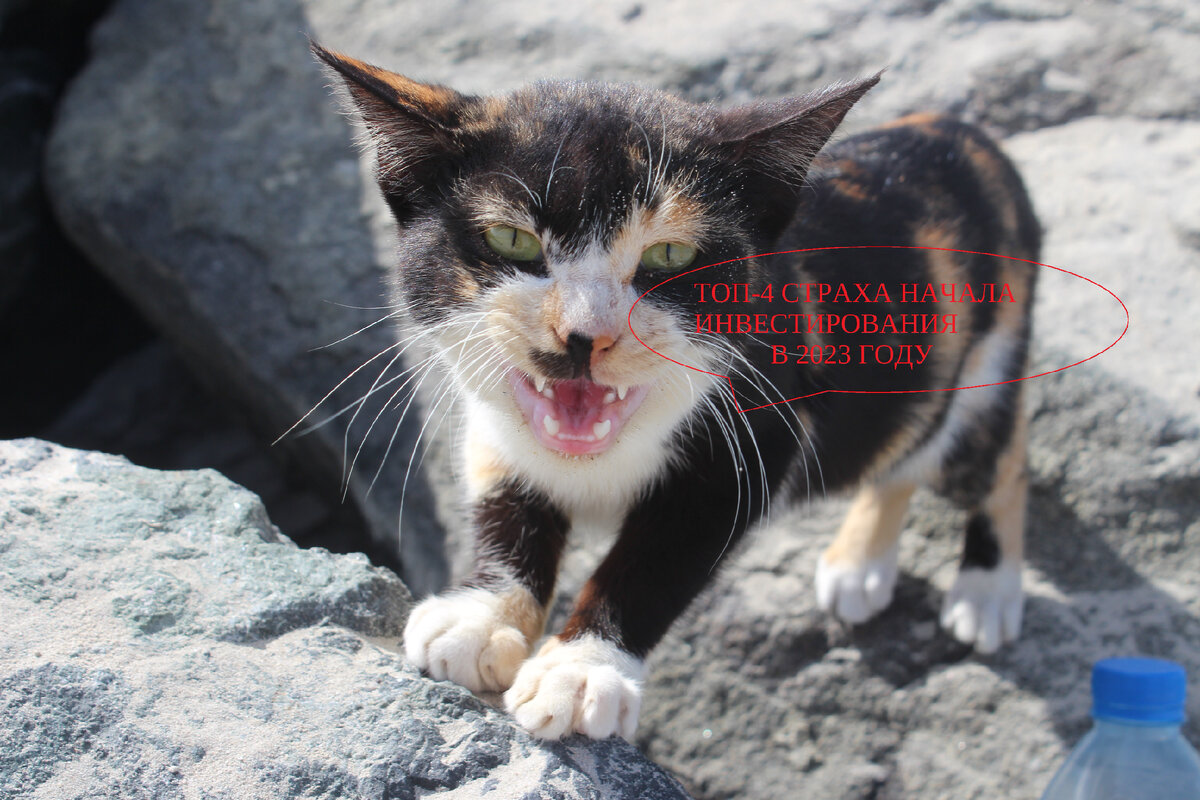 Дубайские коты на пляже. Фото автора. 