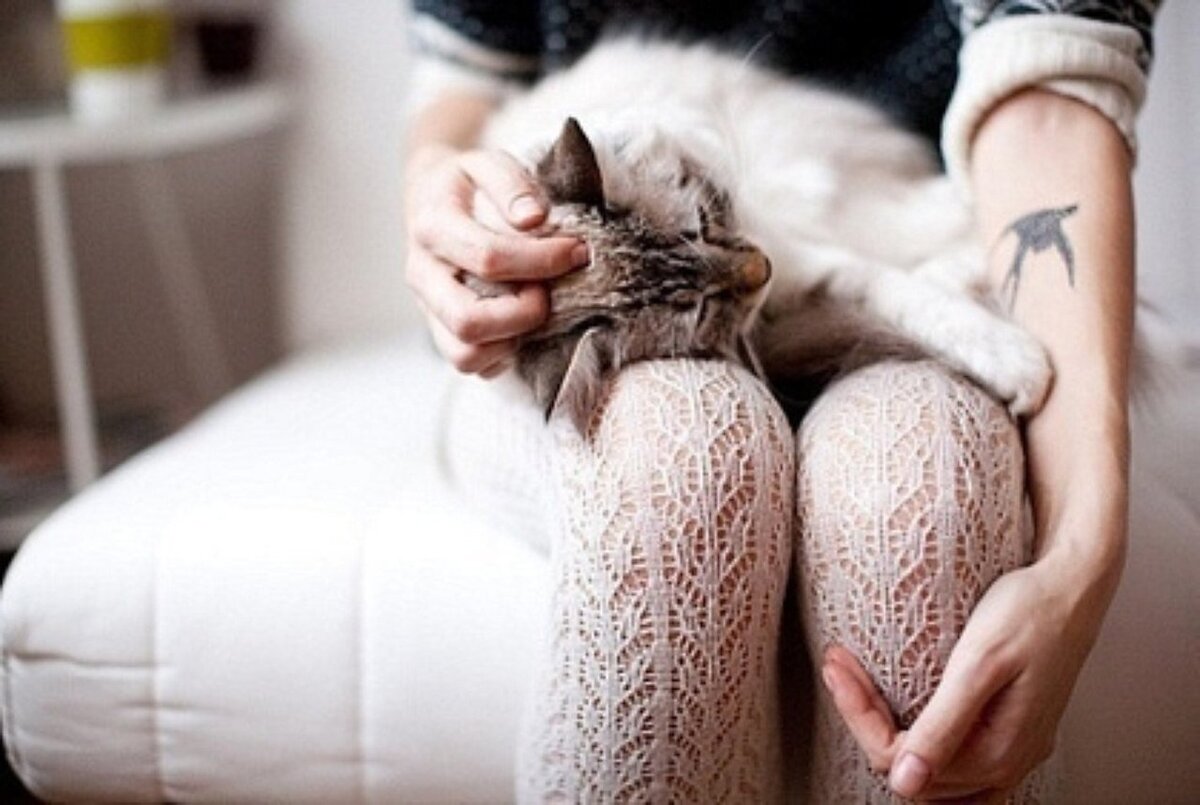 Кот не сидит на руках. Нежные котята. Кот не сидит на руках. Фотосессия с кошкой. Кот на руках.