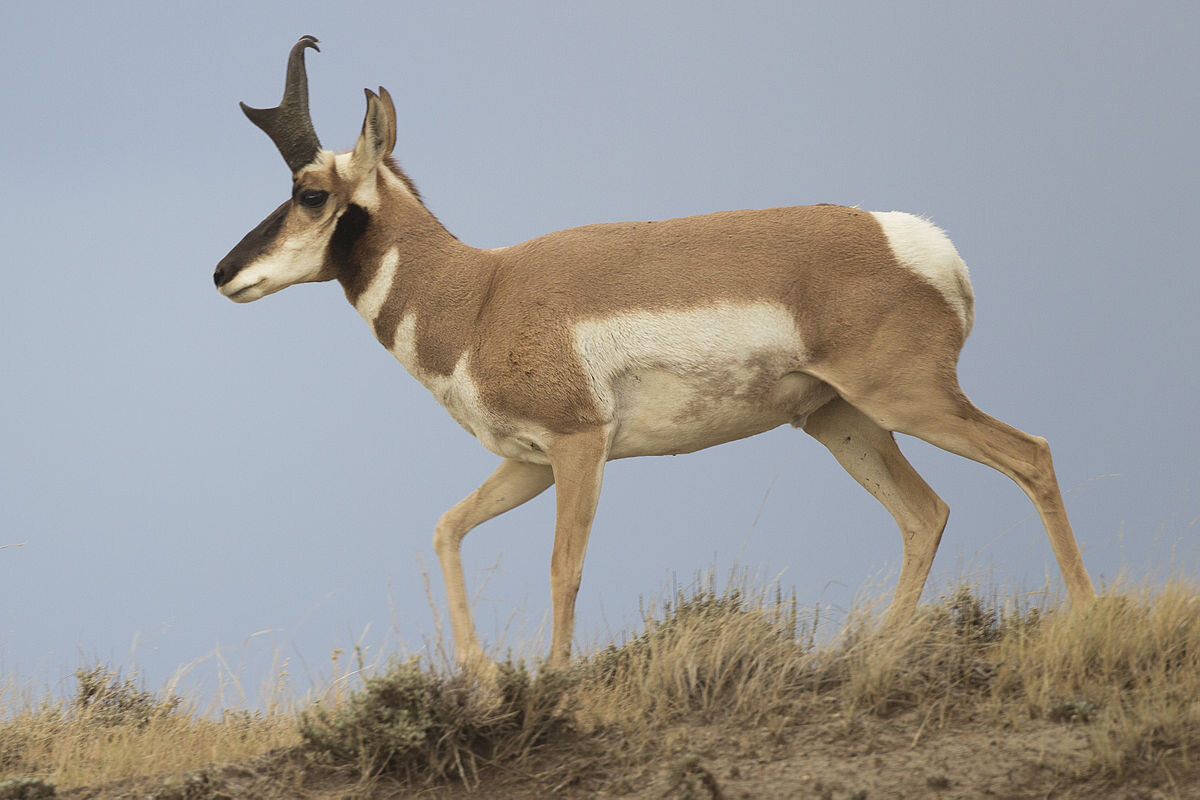 Us wildlife. Антилопа вилорог Северная Америка. Калифорнийский вилорог. Пронгхорн антилопа. Вилорог (Antilocapra Americana),.