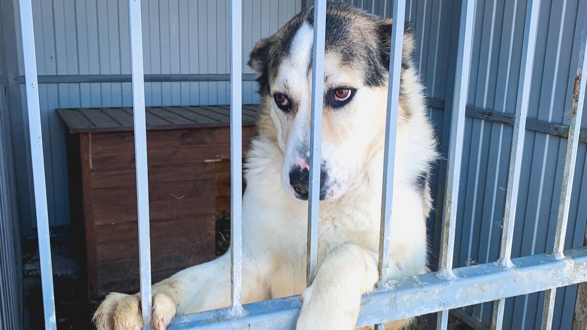 В приюте для животных в Белгороде установят новые вольеры за 2,2 млн рублей  | Бел.Ру | Дзен