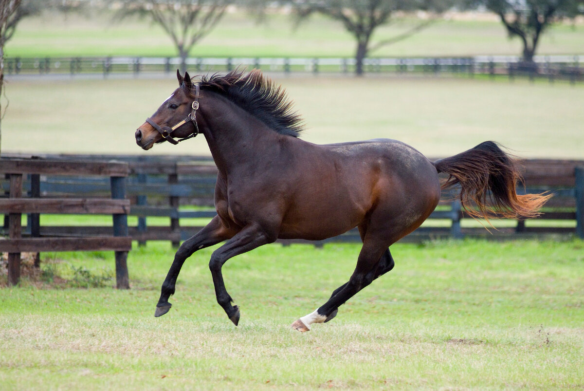 Чистокровная лошадь – одна из самых известных пород в мире.