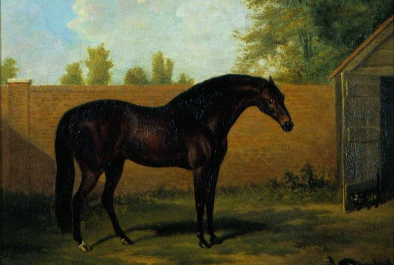 Чистокровная лошадь – одна из самых известных пород в мире.-2-2
