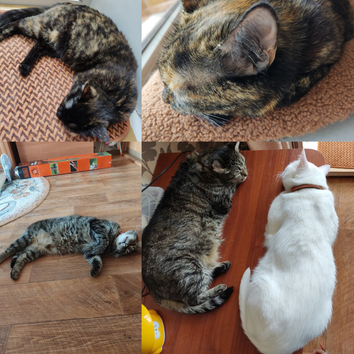 Мурлыки наслаждаются домом