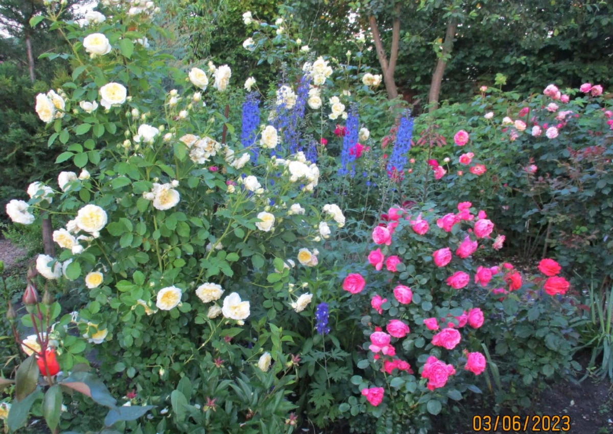 Сад хвойных и роз. 3 июня 2023 г. | МОЙ САД У ДОМА | Дзен