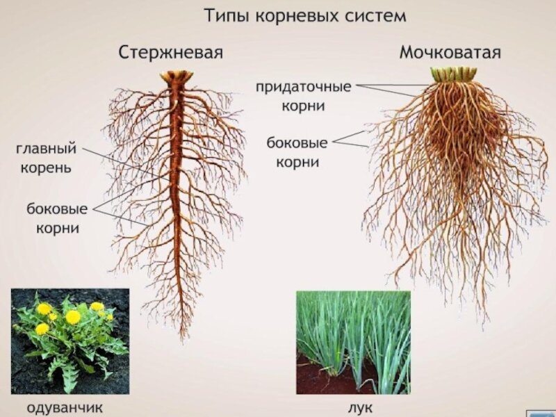 Как понять, что пора делить многолетние растения и цветы. Любимая усадьба Дзен