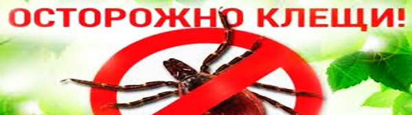 Наступил сезон активности клещей, а это значит, что пора вооружиться знаниями для защиты от них.