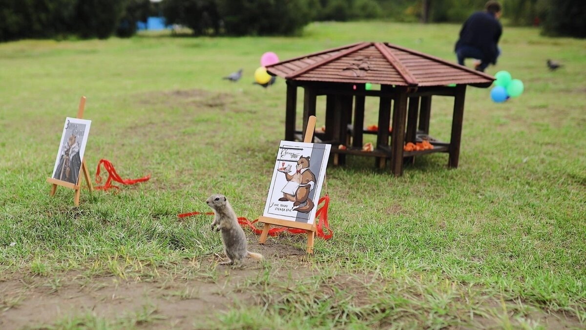     В Красноярске на острове Татышев снова открывается «СусликПаб» — это маленький домик, где можно оставить еду для зверьков. Кафе для сусликов размещают четвертый год подряд.