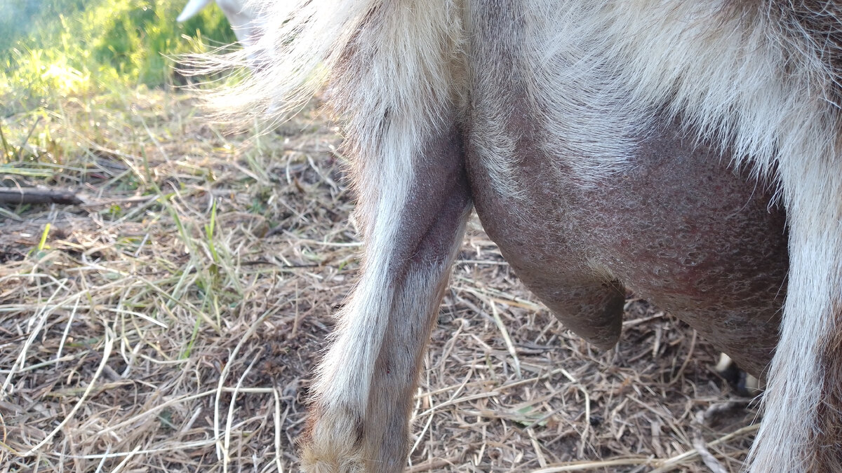 Вымя Жаннет