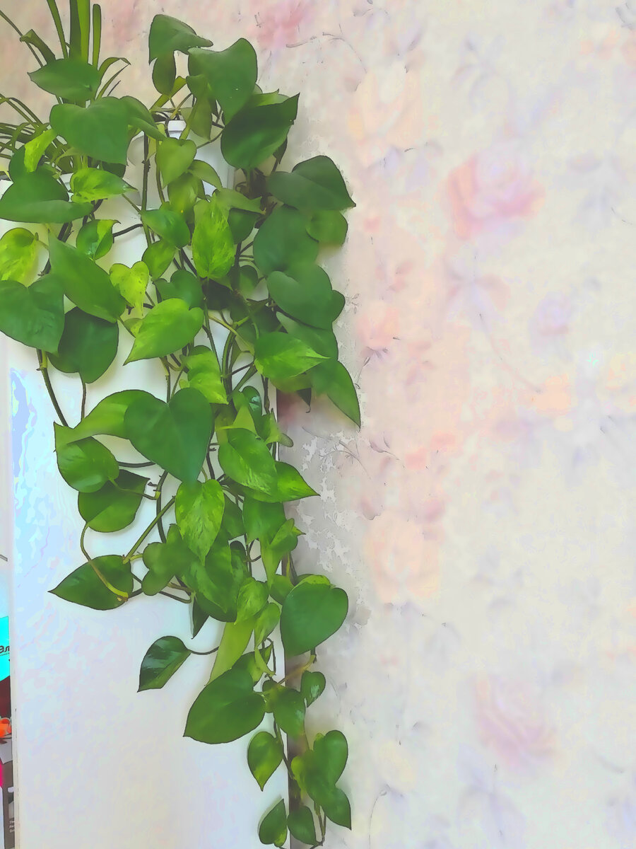    Сциндапсус 'Марбл Квин'