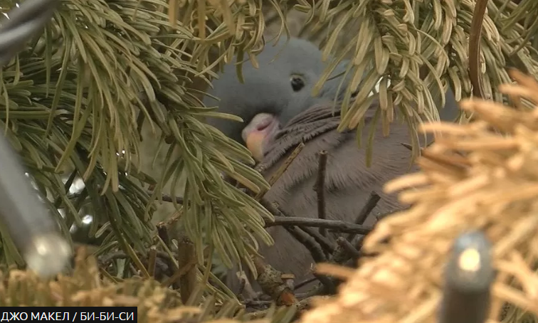 Фото с сайта BBC