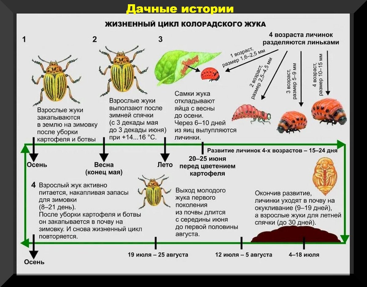 Деревья засыхают: алматинцы пожаловались на нашествие вредителей