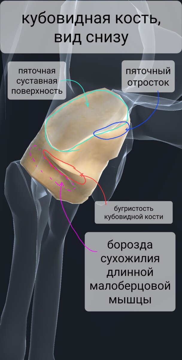 Перелом костей плюсны и предплюсны