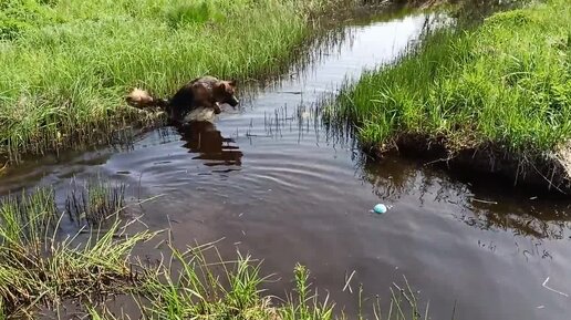 Про дожди, цветочки, сорочонка, кошку-нервёшку и собаку-ныряку