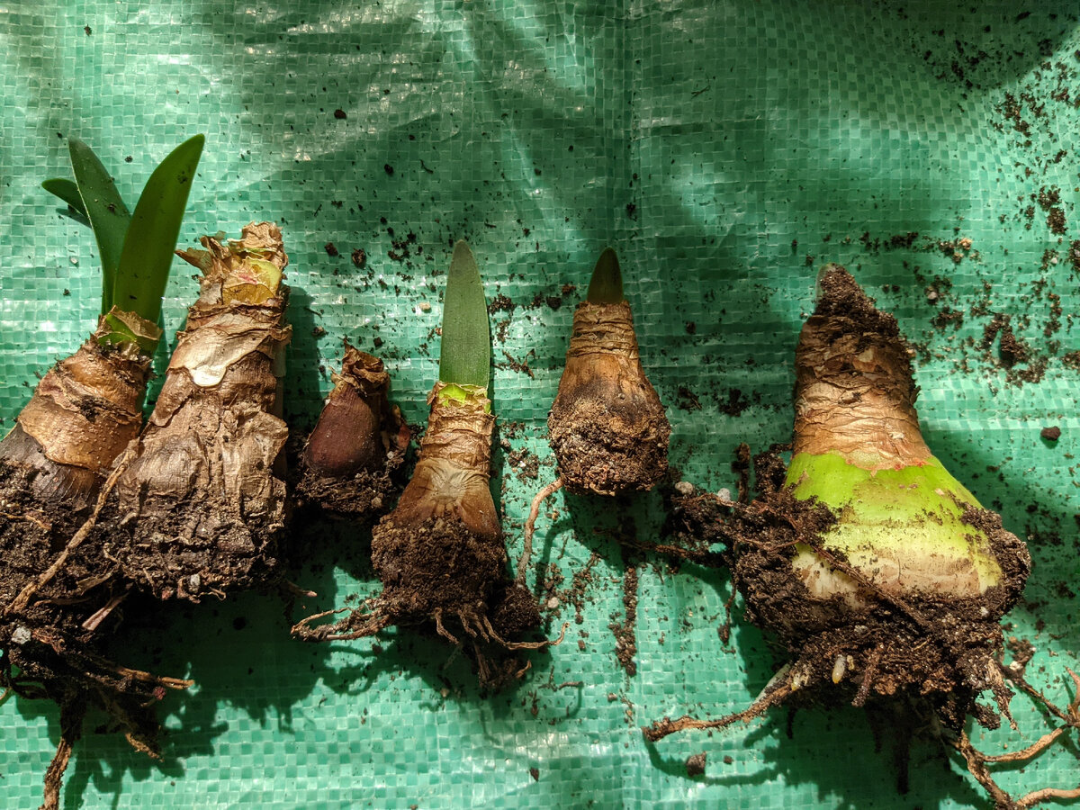 Это самые мелкие...