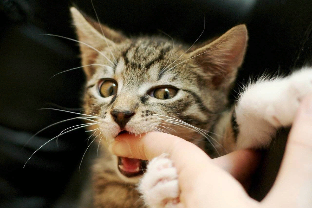 Универсальные способы отучить кошку кусаться без насилия