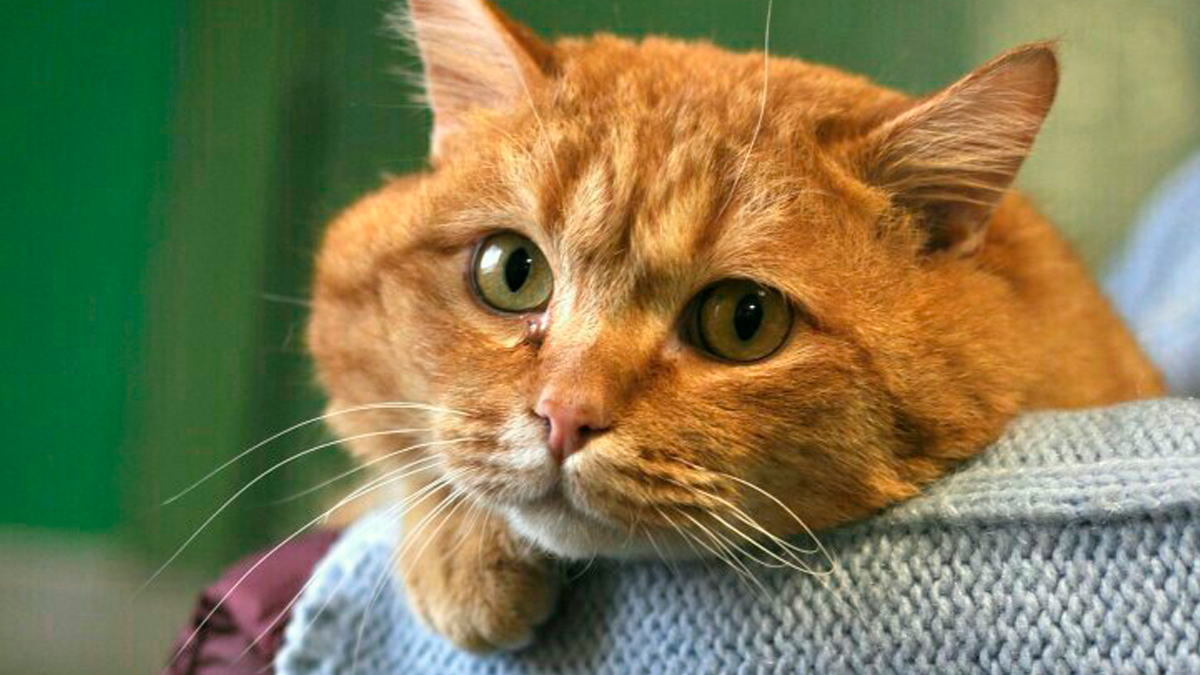 Котик с мышкой. Коты которые едят людей. Котик и судьба. Кот которого побрили. Судьба кота.