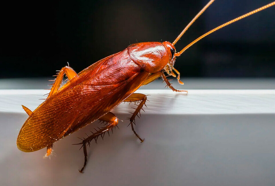 Знакомьтесь, самый настоящий прусак