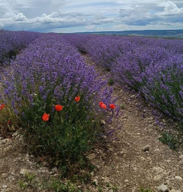 Источник фото: Агрофирма донецкая долина