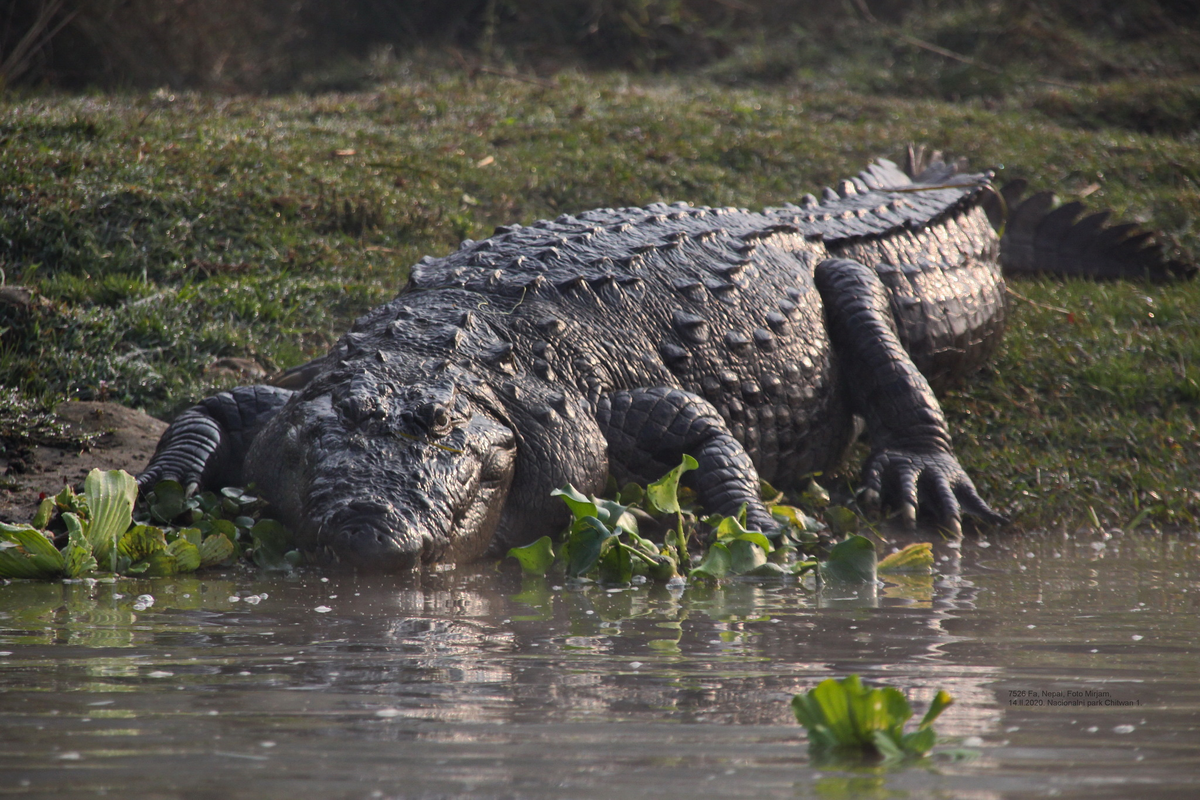 Животные крокодил. Crocodile Fish живородящая. Охотник на крокодилов прикол. Палка крокодил.