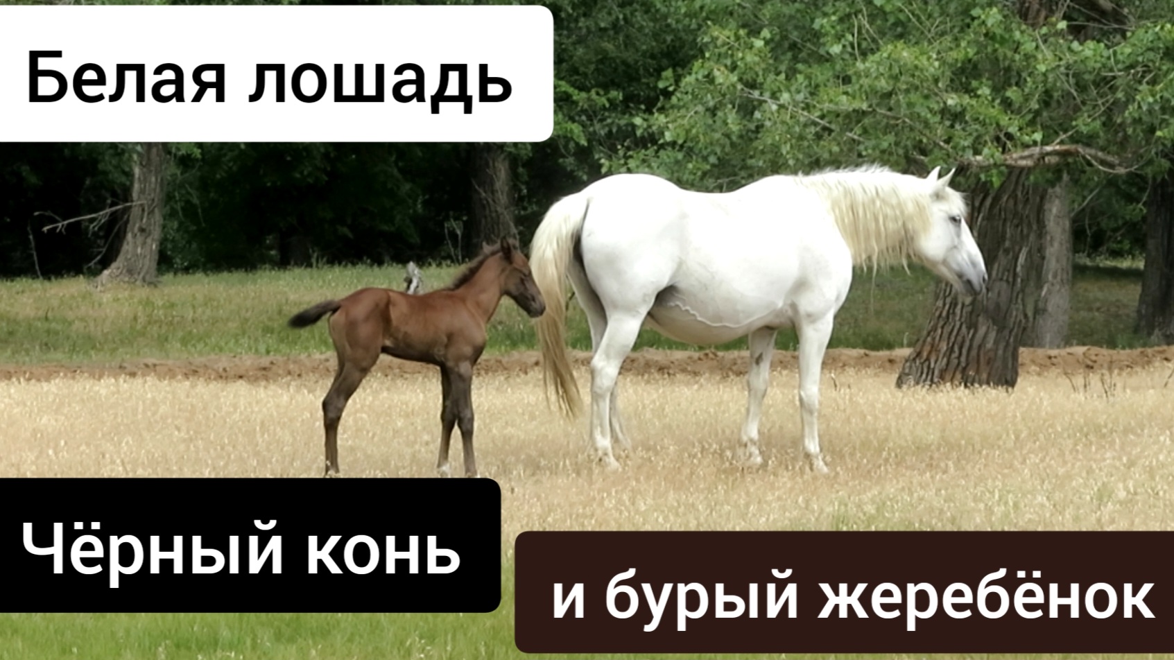 Покажи белую лошадку