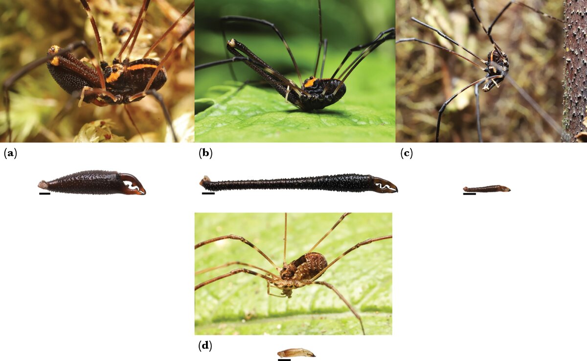   Erin C Powell et al. / Behavioral Ecology, 2023