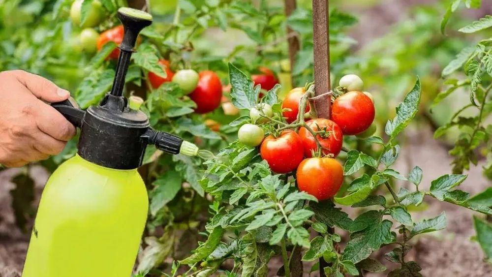 Фосфорно-калийные удобрения для томатов - какие, когда и как применять