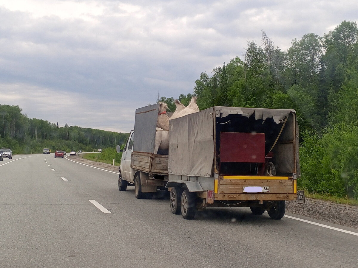 Путешествия по Уралу: Михайловск | Быт многодетной удалёнщицы | Дзен