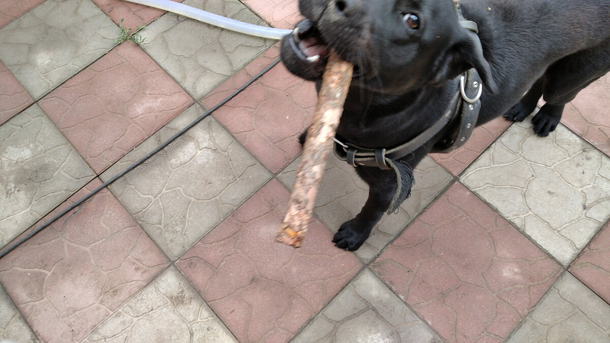 Ну ты чо стоишь?! Это ж ПАЛКА!