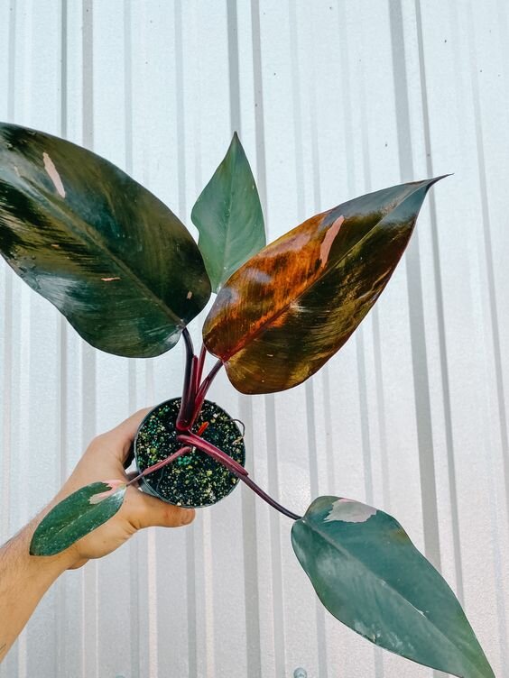 Фото: pinterest.com