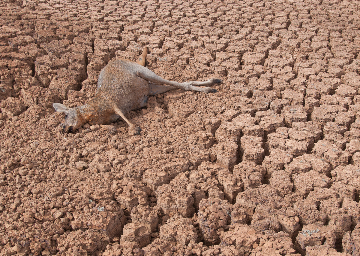 Засуха животные. Засуха в Австралии 1829. Австралийская засуха 2018. Великая засуха в Австралии. Засуха в Калининградской области 2023.