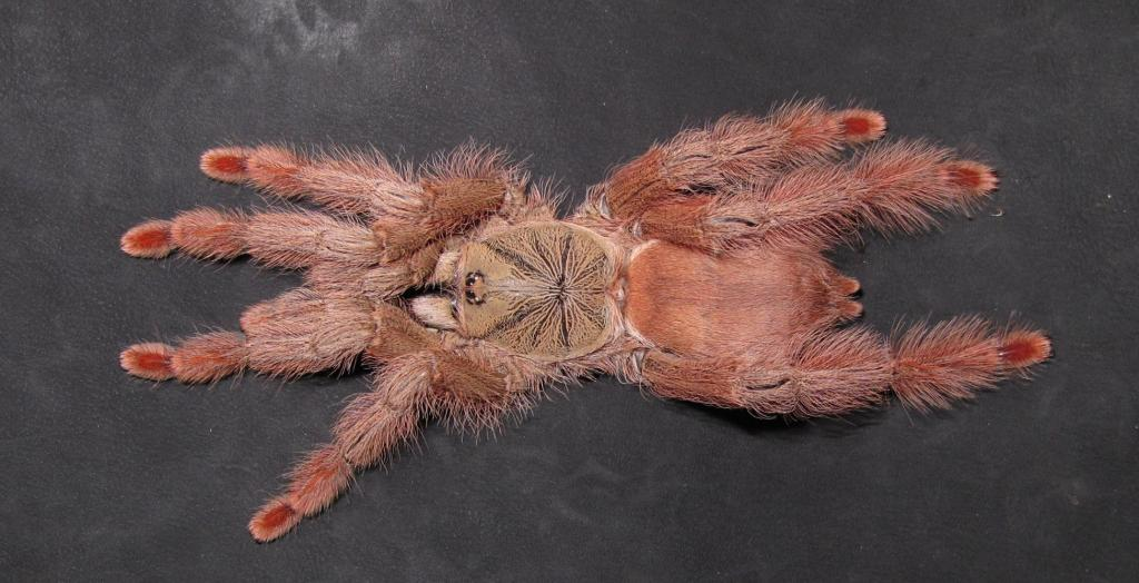 фото из Интернета 